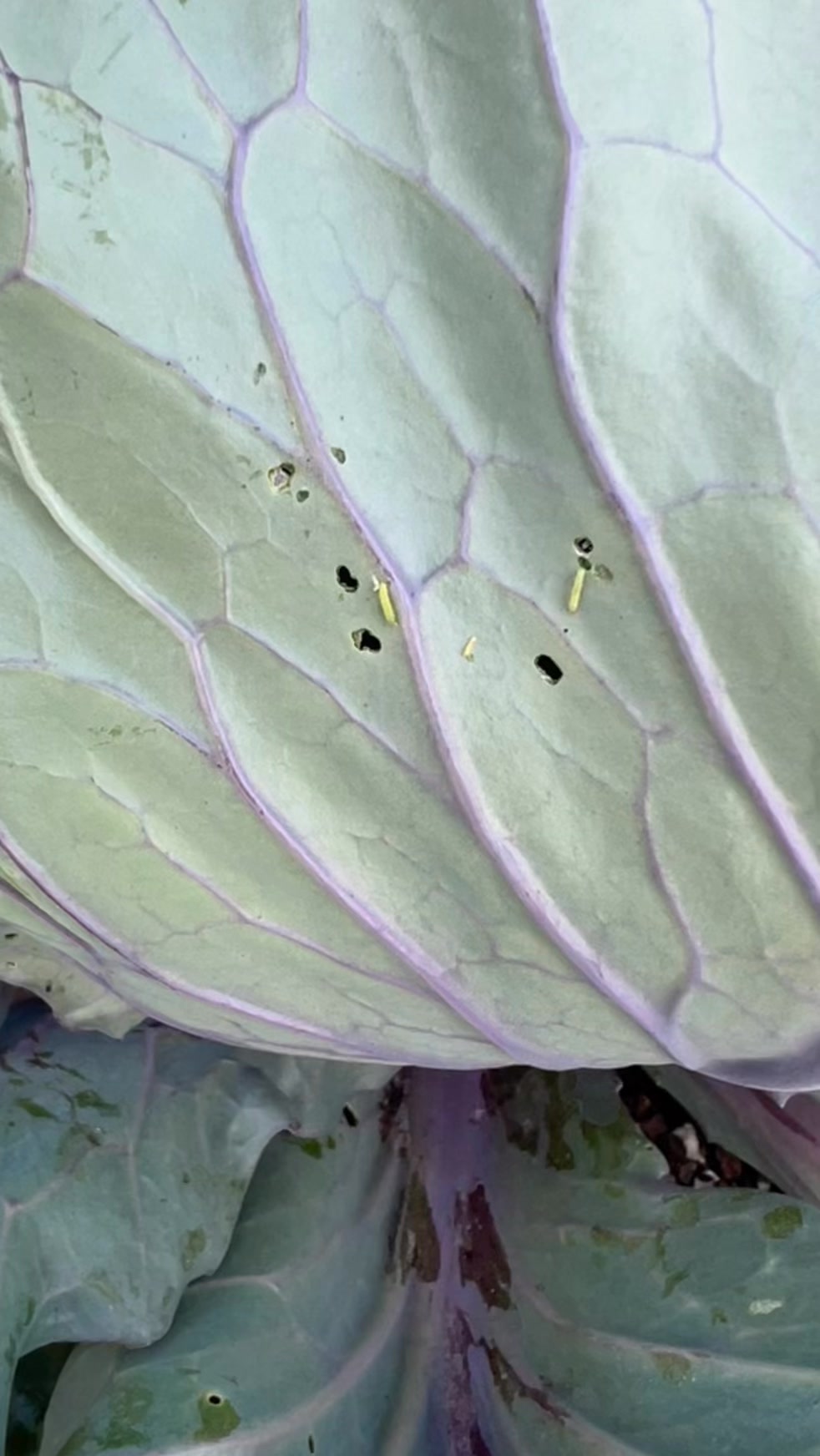 Seeing holes in your cabbage and kale? Check the underside of leaves ...