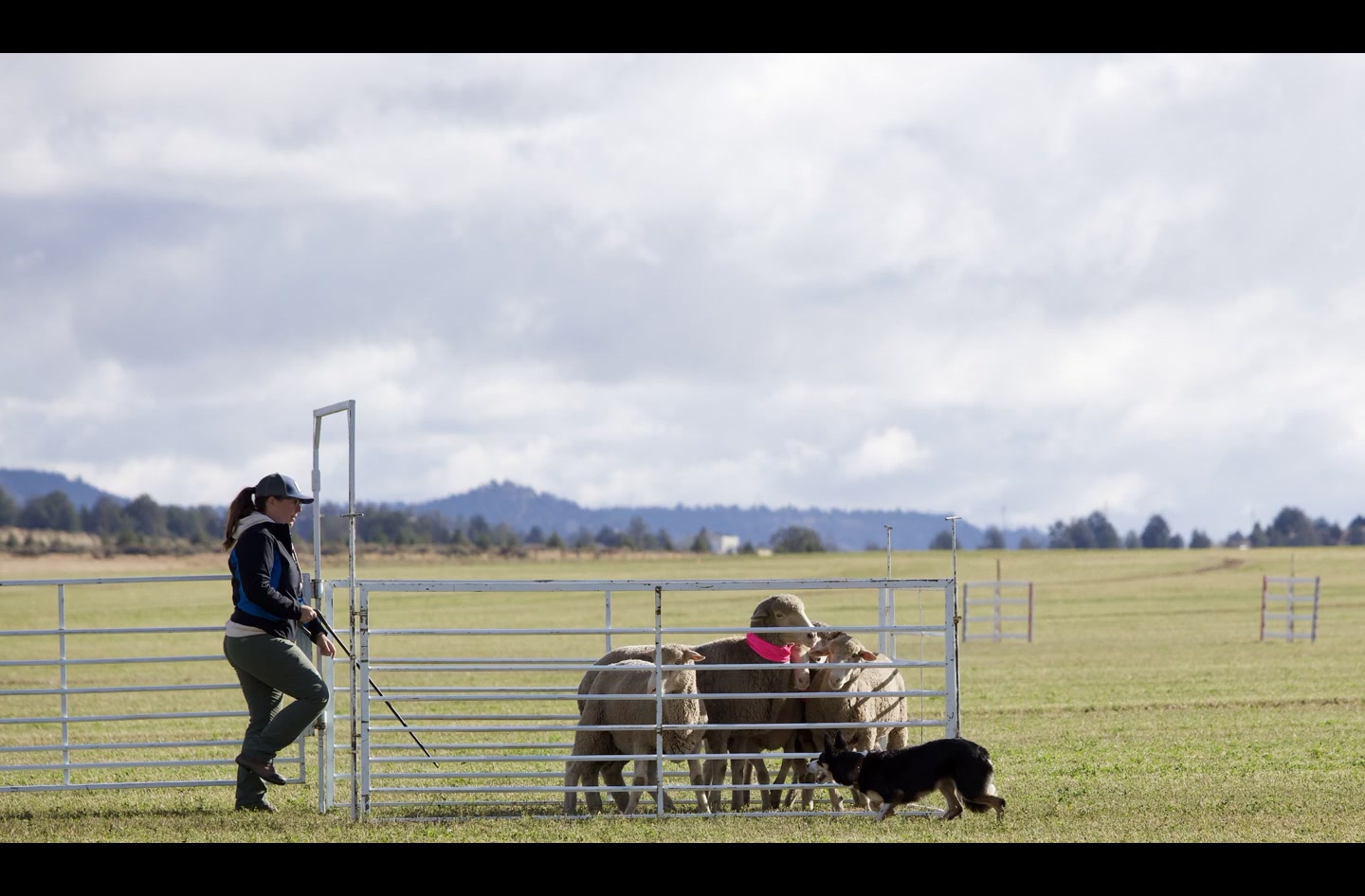 Pens from the 2025 USBCHA National Sheepdog Finals. Can you name those ...
