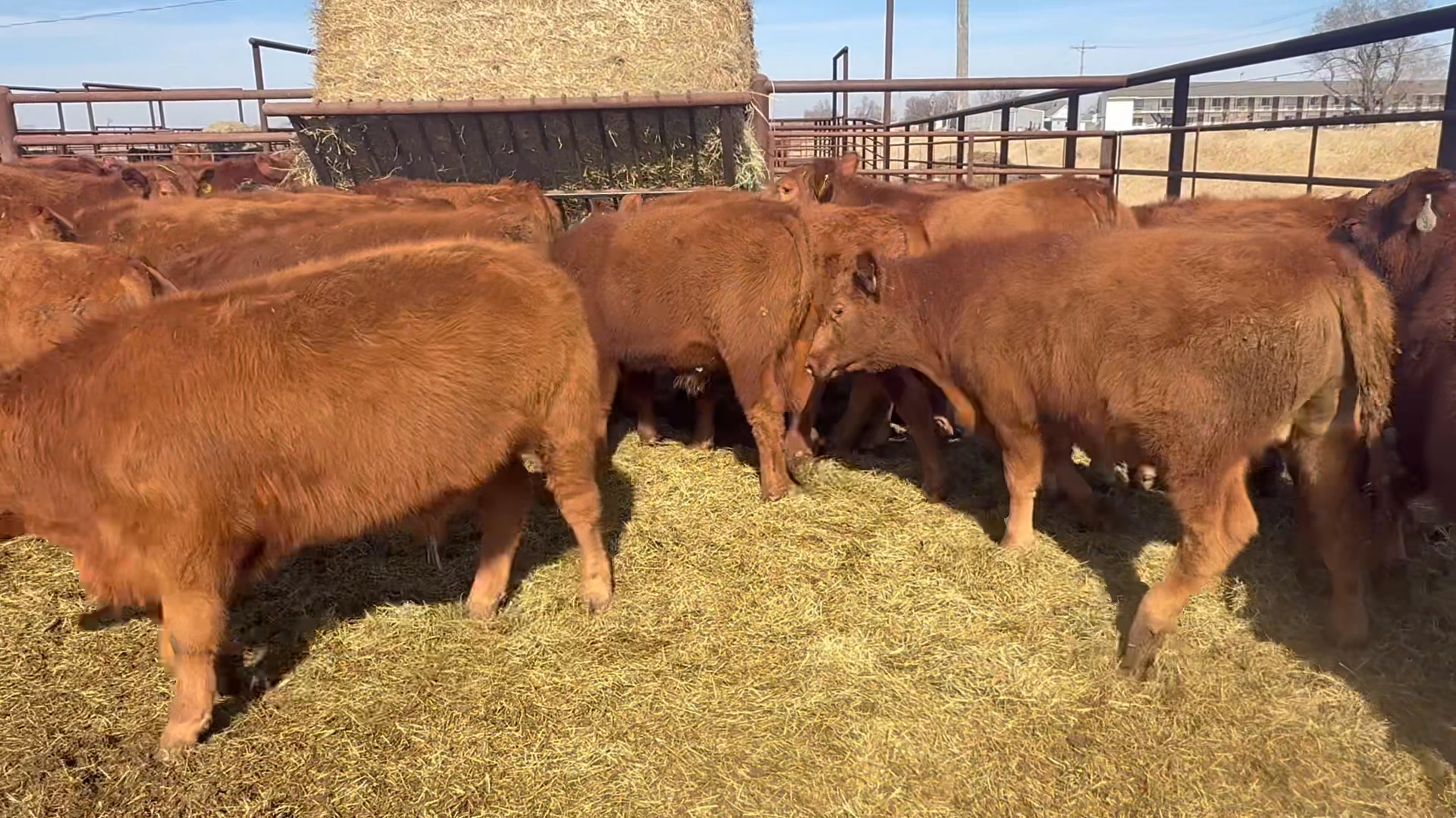 The Foster red angus cattle are always nice! 48 steers 800-825# Out of ...