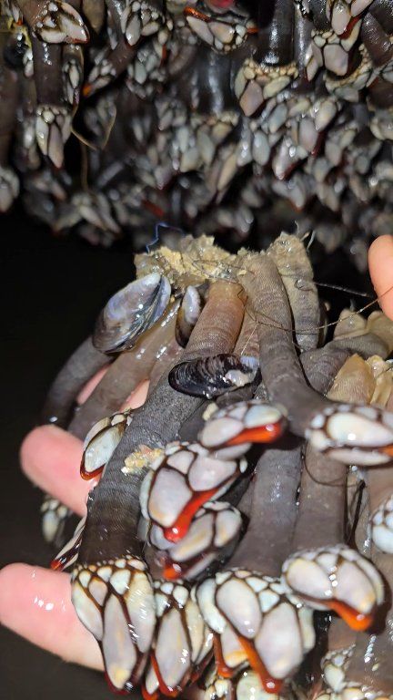 Shellfish, Abu Asbaa. | Ismail jlaida. | Facebook