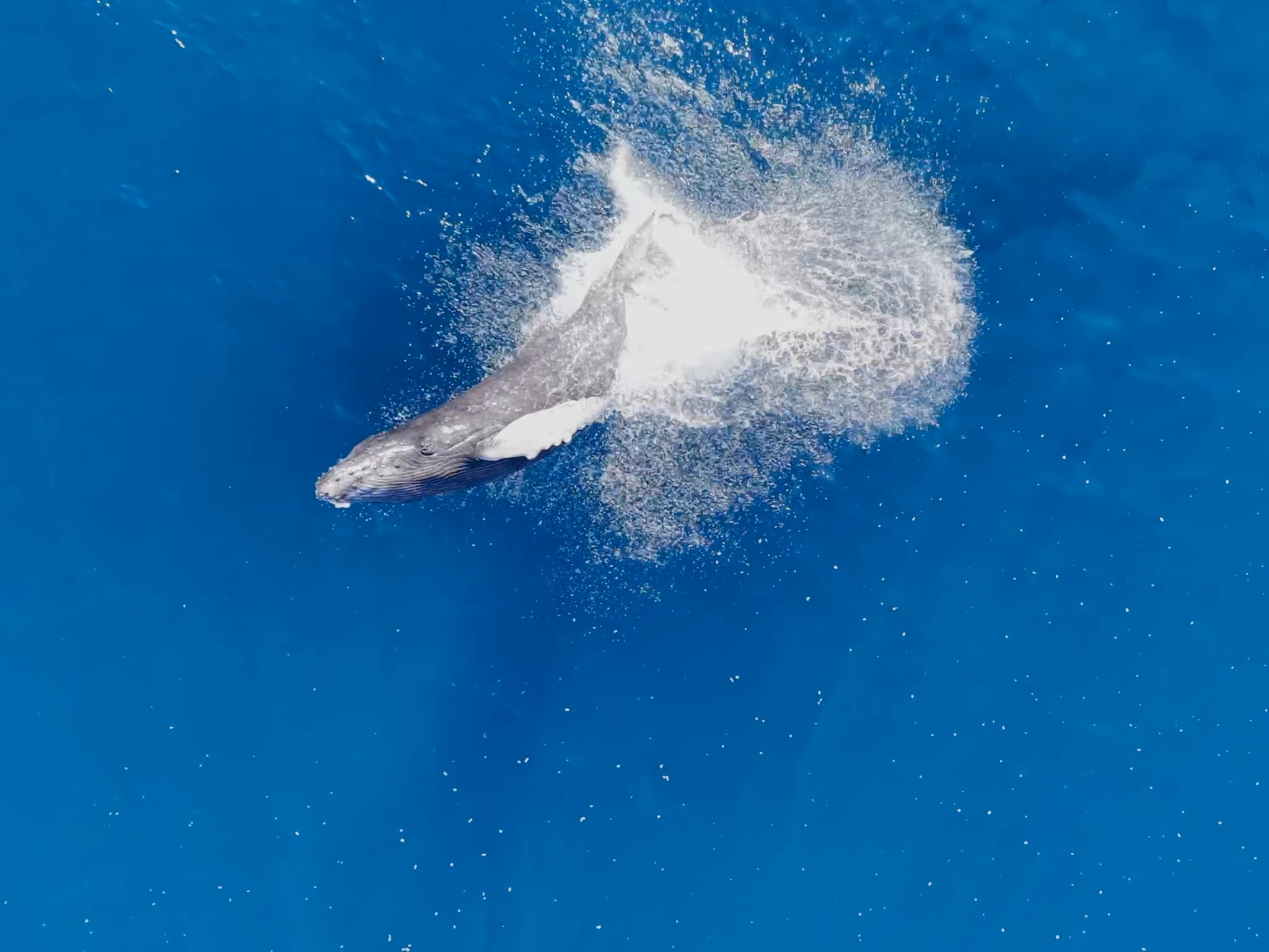 this mornings baby breach🐋💦💦💦 | Clark Little | Facebook