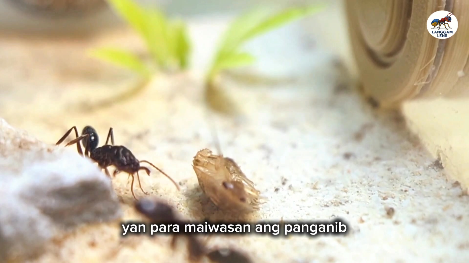 The Ultimate Battle of Speed and Survival: Dodong faces the Deadliest ...