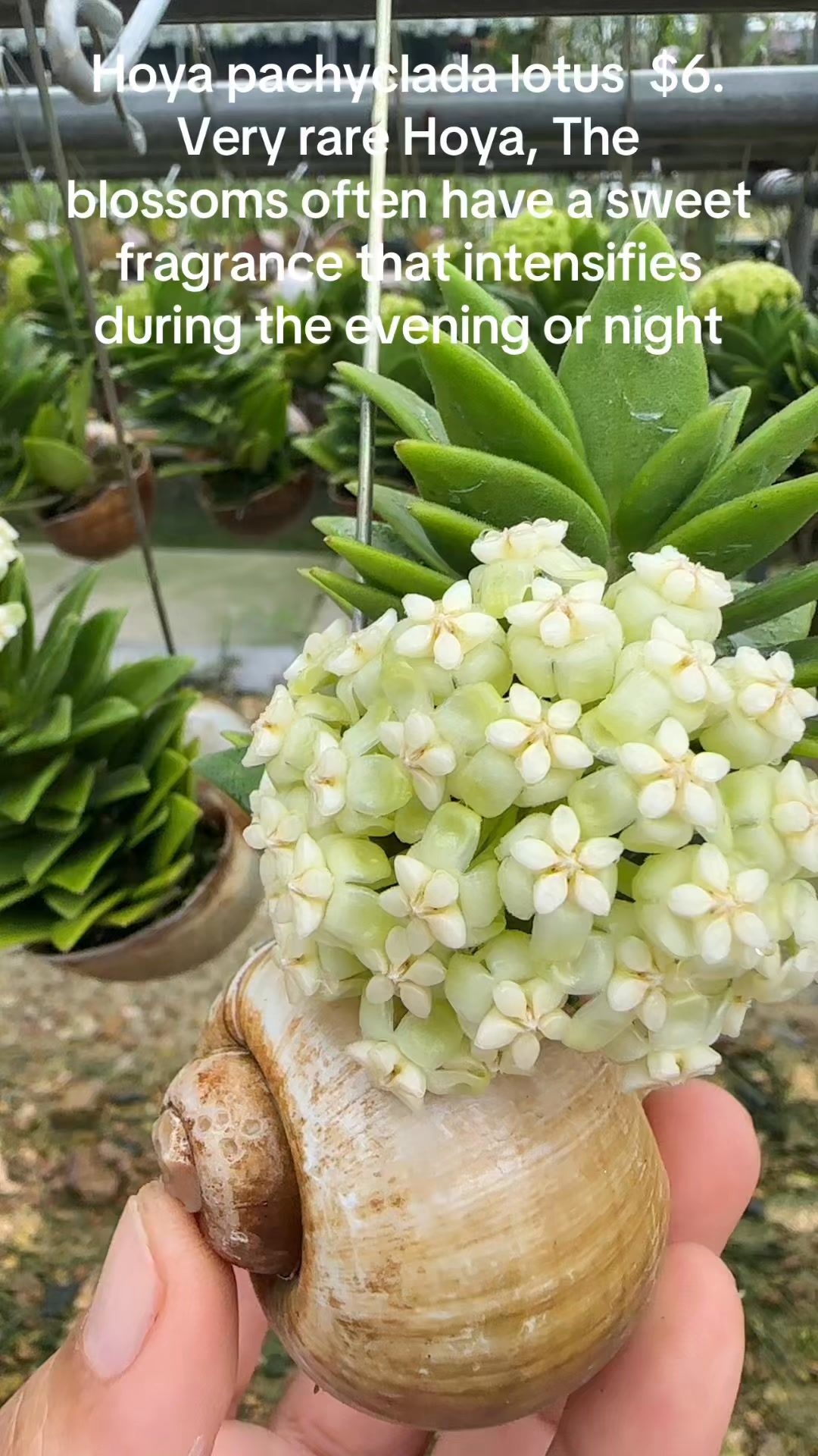 Hoya pachyclada lotus $6. Very rare Hoya, The blossoms often have