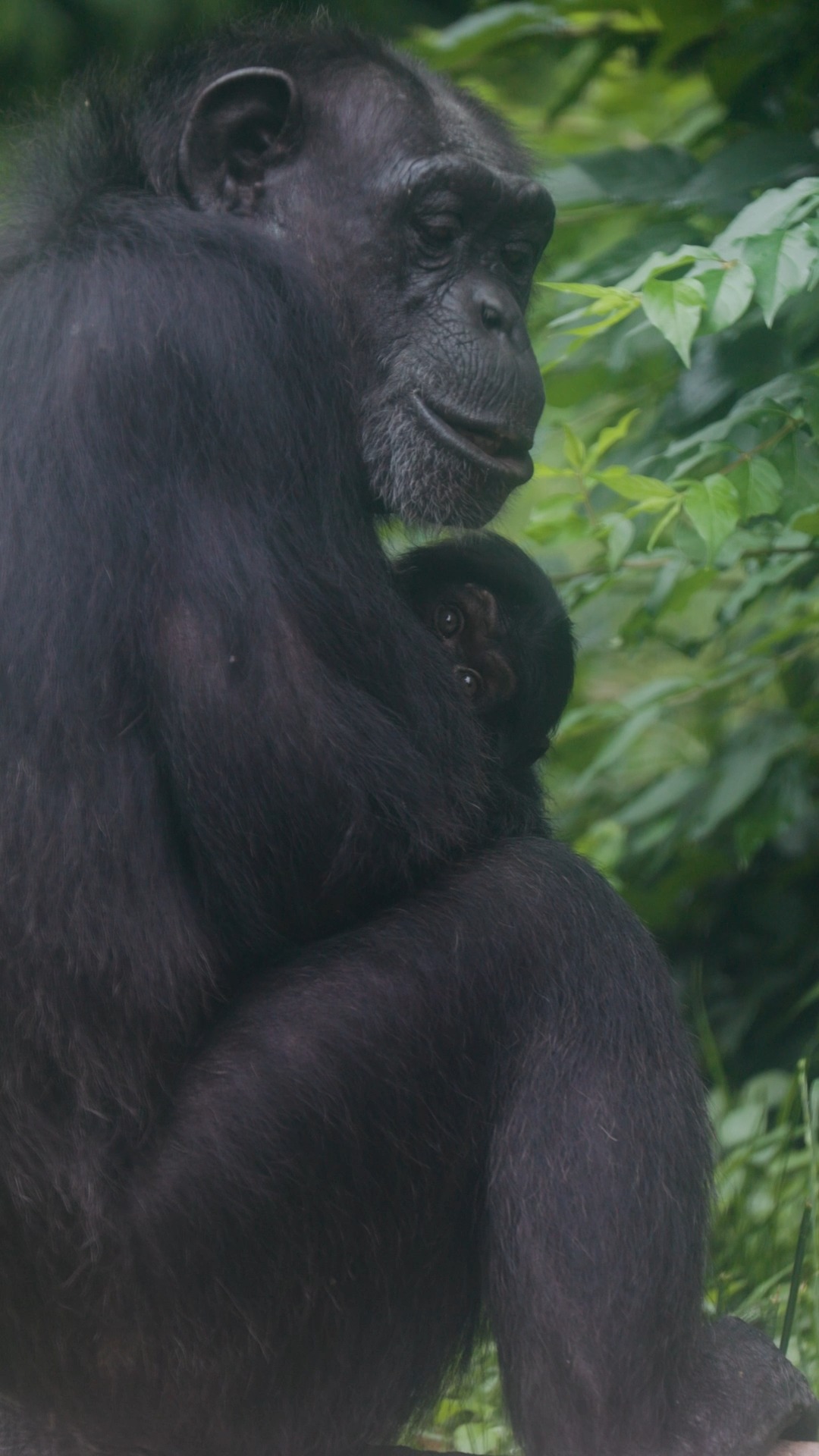 We’re not crying... okay, we might be. 🥹 With two baby chimps now on ...