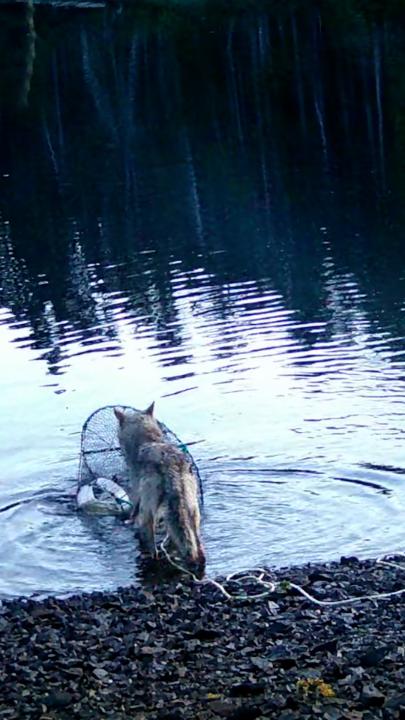 In 2024, a hidden camera captured footage of a wolf stealing the bait ...