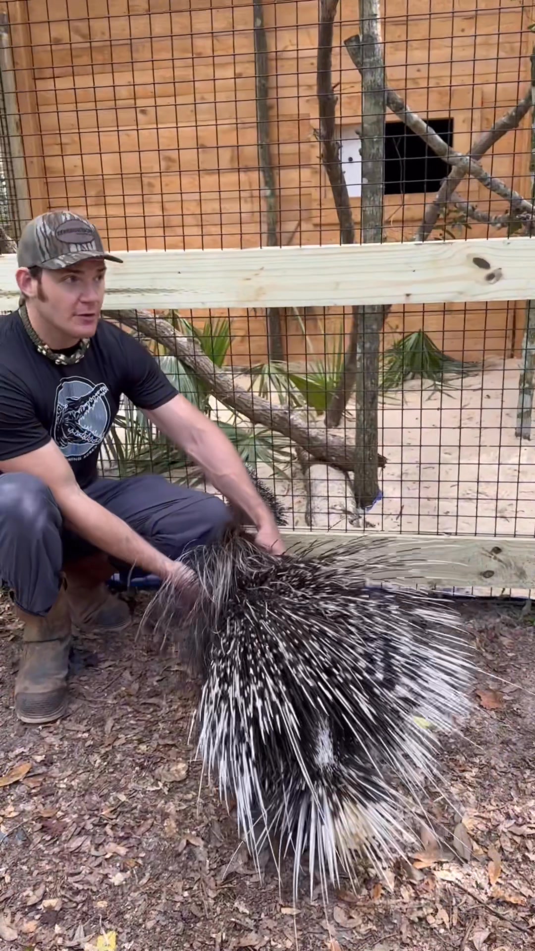Our two porcupines at the sanctuary! Little Dude the African crested ...