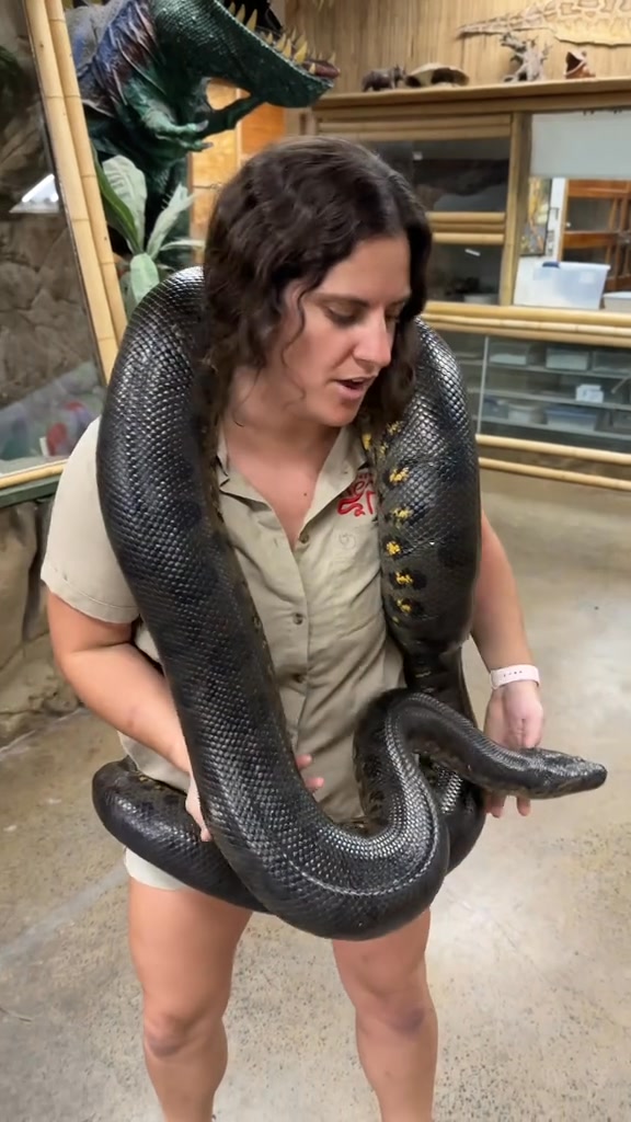 27 PYTHONS 🐍 AT 20 FEET EACH 😮 I’ve never been as big on snakes as my ...