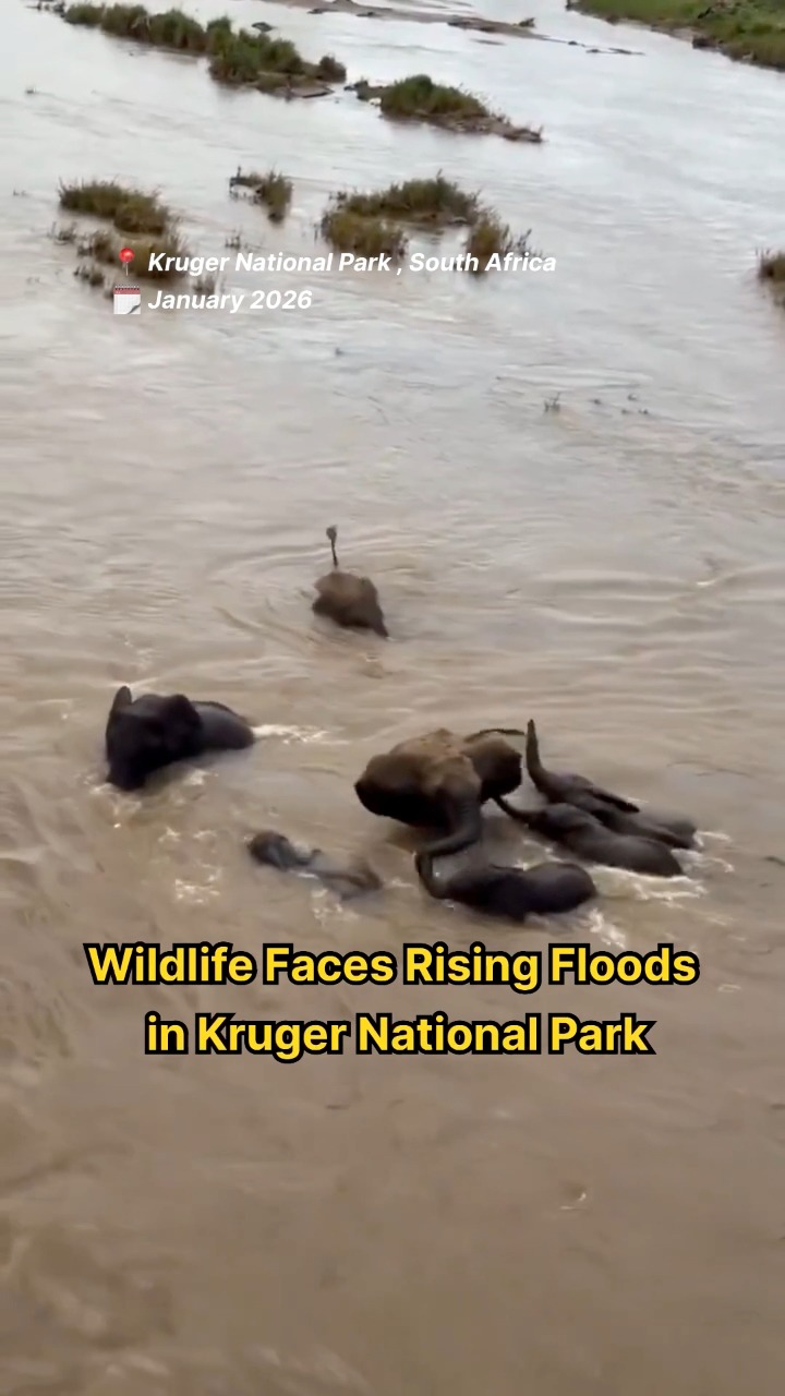 Wildlife Caught in Severe Flooding at Kruger National Park, South ...