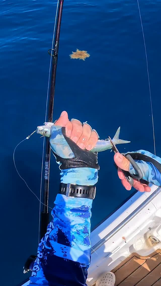 okuma 12 surf rod Rockaway Rods RA-S-1202M crappierods Outfitted with a tapered Morphy's 'Lured' Collectors Of Model:BASX71MF