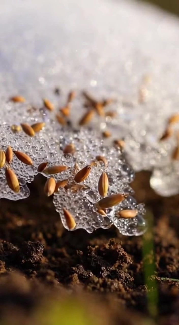 Norway has adopted an innovative ecological restoration technique by ...