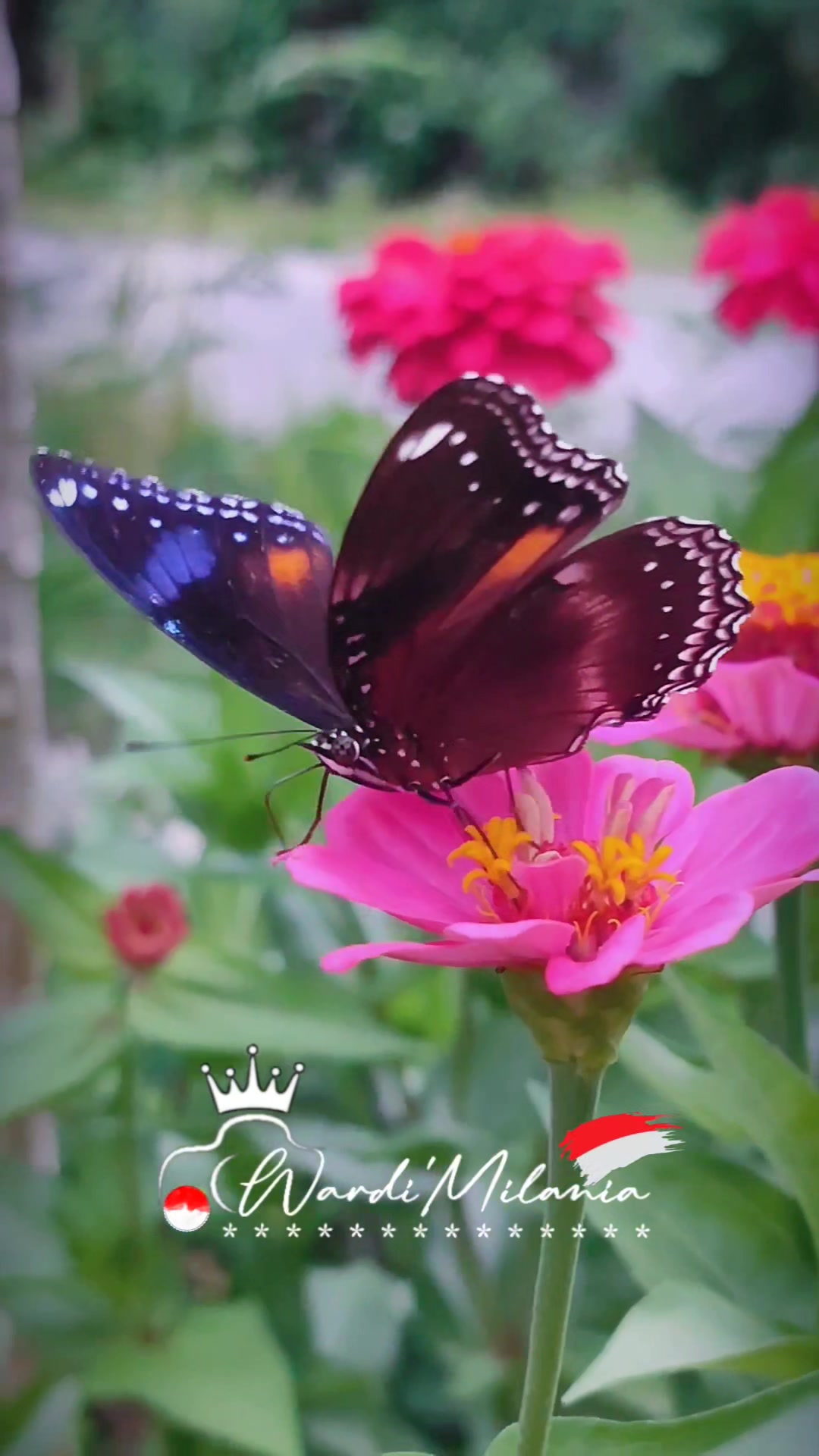 Super macro redmi note 10 pro Zoom bunga matahari.... Tanpa lensa ...
