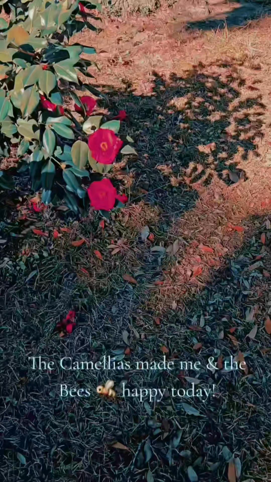 The Winter Rose happiness hours. #camellia #flowers #blooming #pov ...