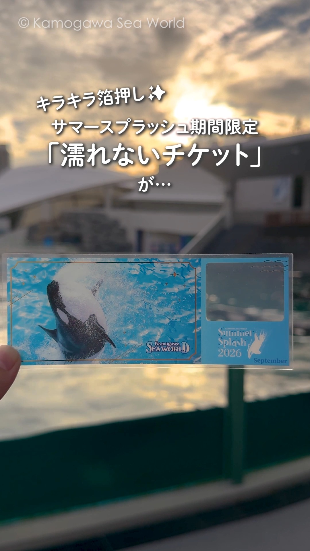 閉館後のシャチパフォーマンス『Special Night with Orca』9月実施回に