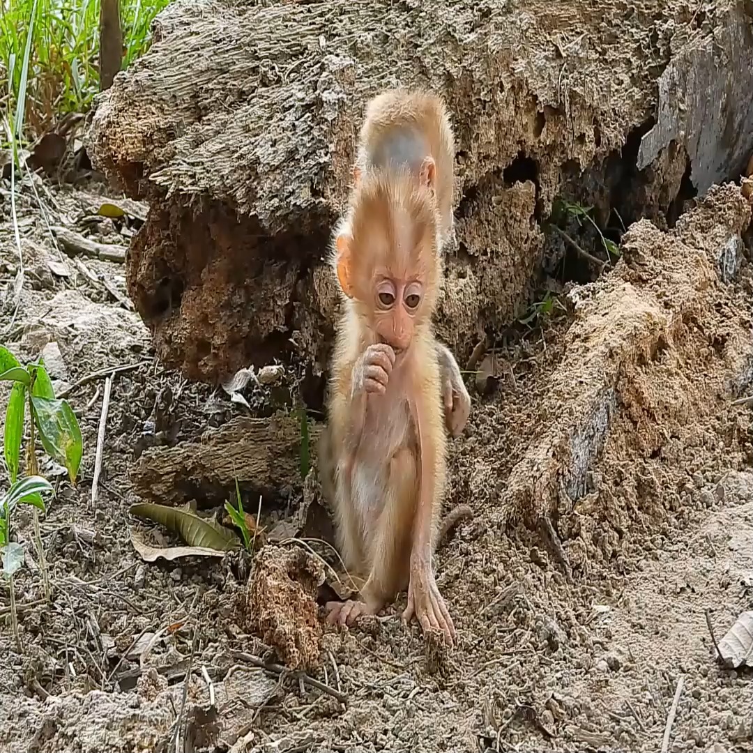 The two poor little monkeys just ran away from a place they loved ...
