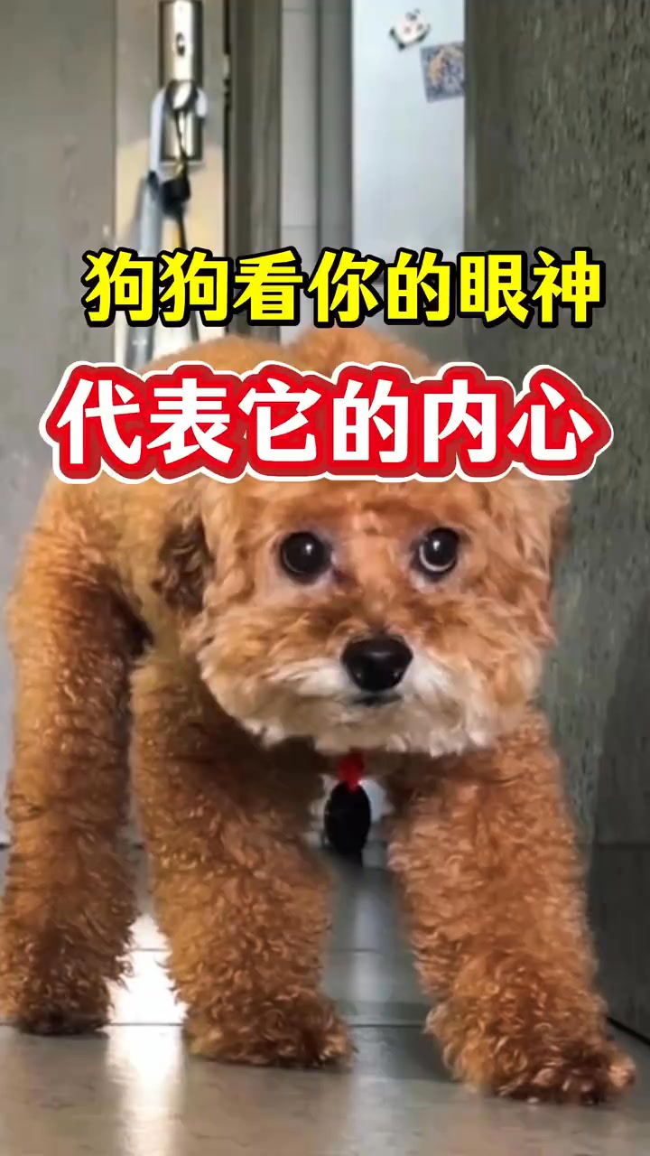 狗狗的古怪行為是它內心表達 狗狗的古怪行為是它內心表達#狗狗 #養狗經驗分享 #新手養狗 #養狗小知識 #科學養狗 | 犬道 | Facebook
