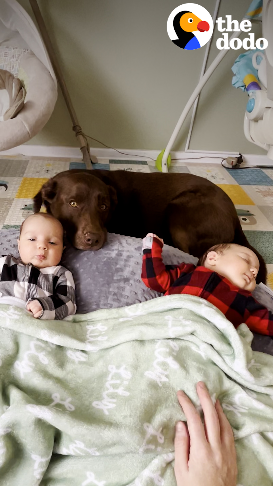 The Dodo - Chocolate Lab knows exactly where to find... | Facebook