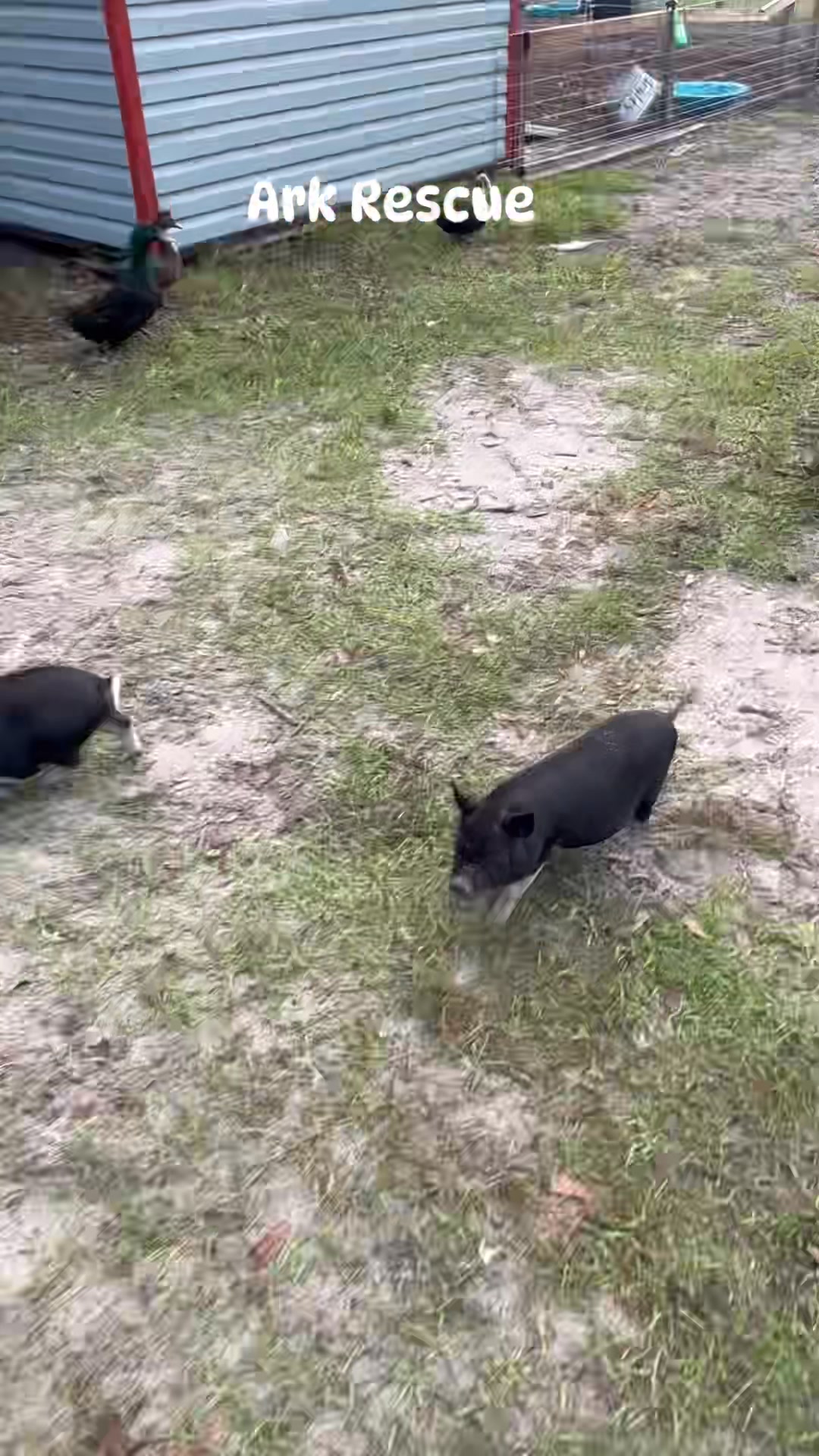 😋 Feeding time at Ark Rescue!! | Jarred Coates | Facebook