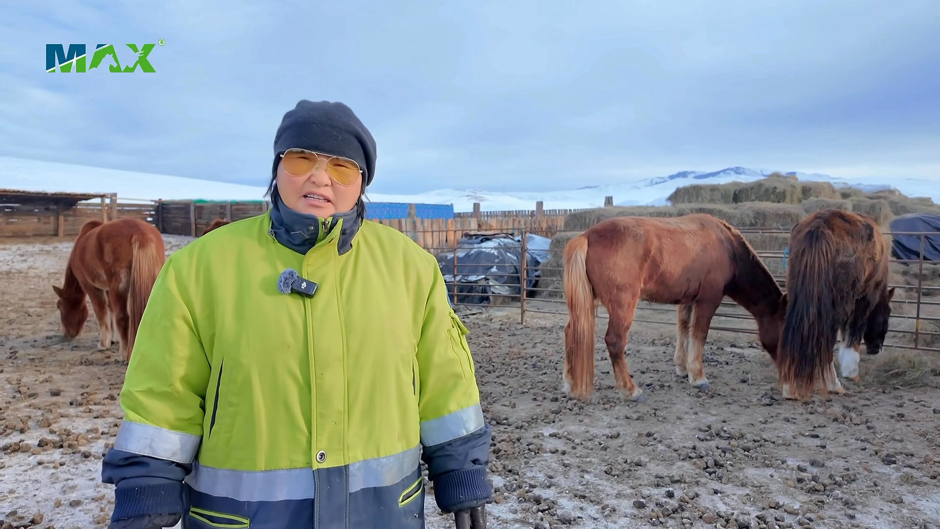 Шимэгчгүй сүргээс шилмэл хурд гарна шүү дээ. Equinemax-аар адуугаа ...