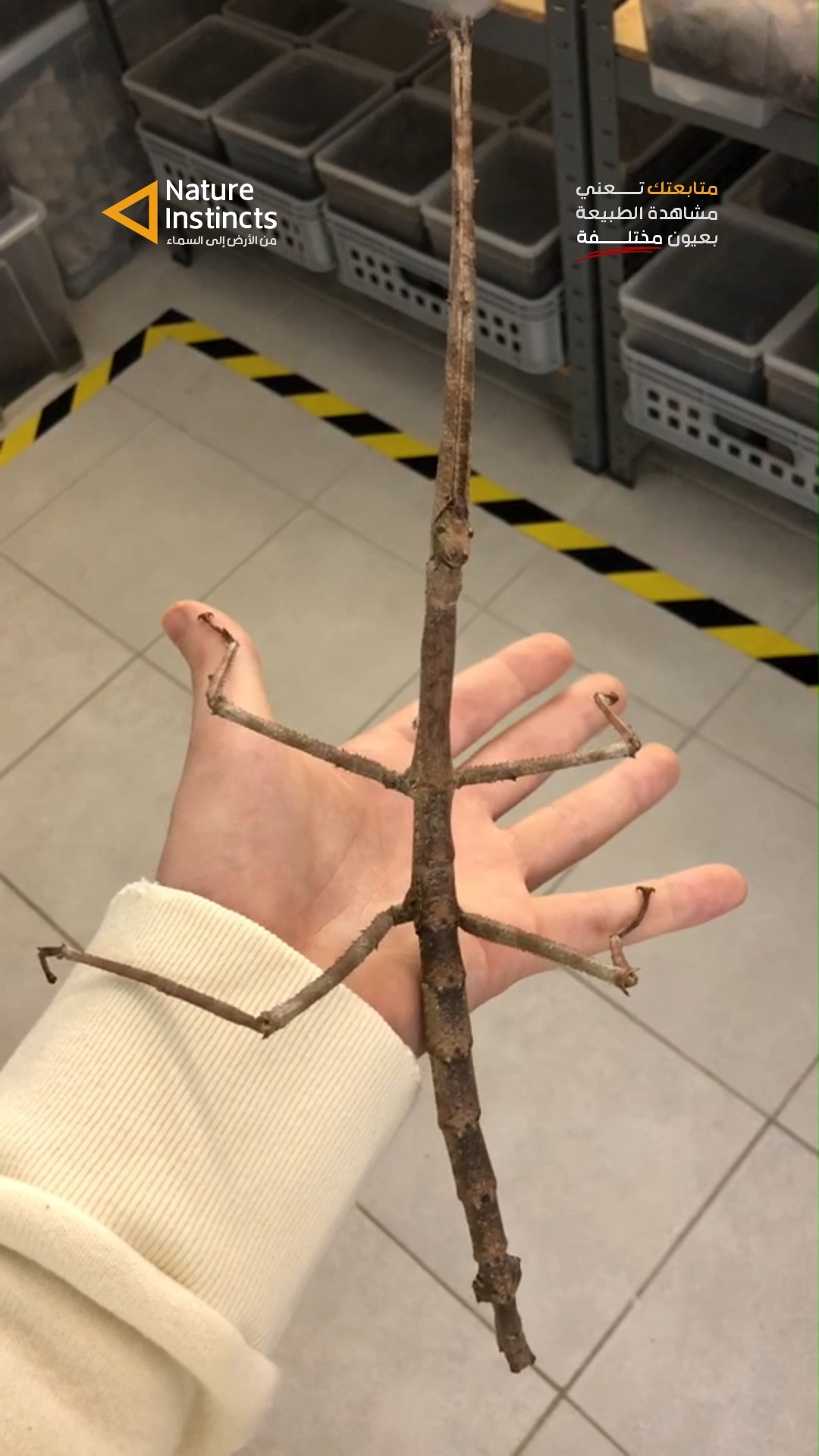 حشرة العصا (Stick Insect) #Wildlife #NaturePhotography # ...