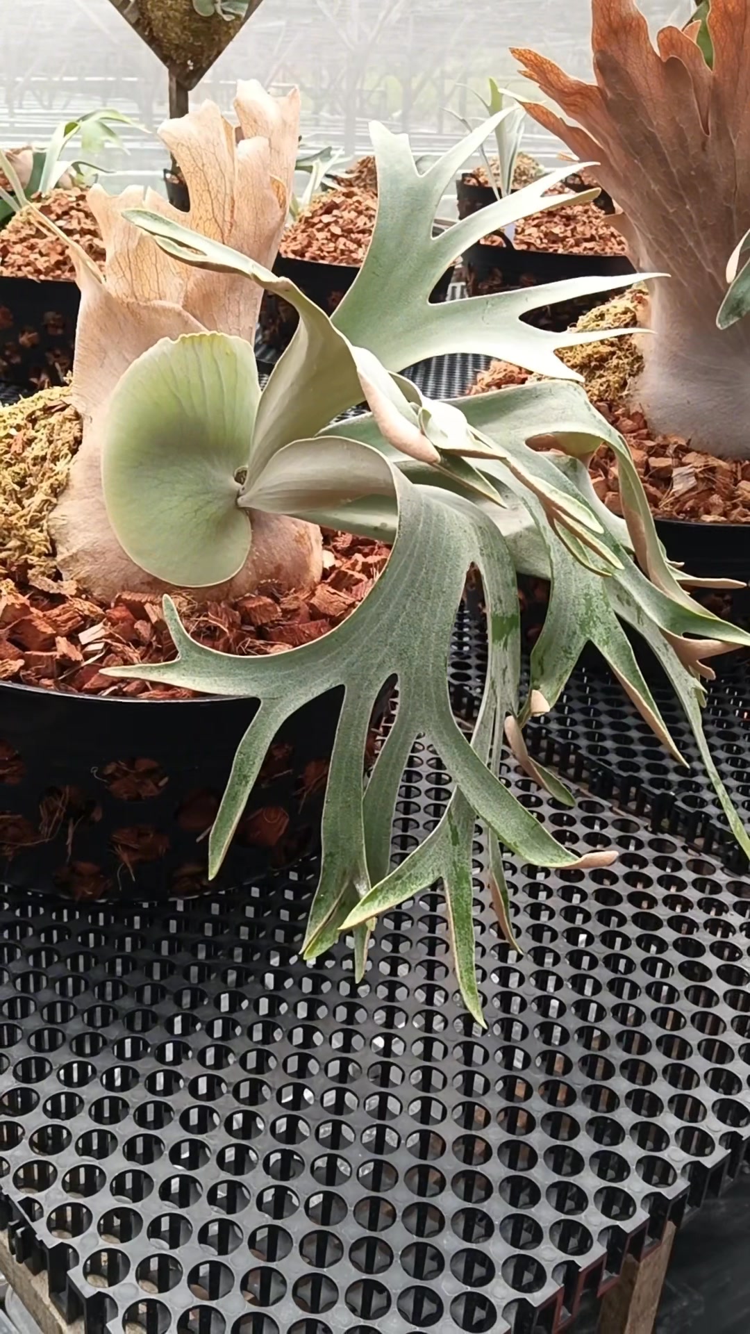 P. willinckii Silvery Dwarf （pup） P. Willinckii cv. Silvery Dwarf #staghornfern #staghornferns