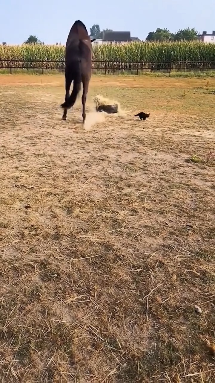 Cat and horse #funnyvideos #Foryou #cat #funnycat #horse | I Love