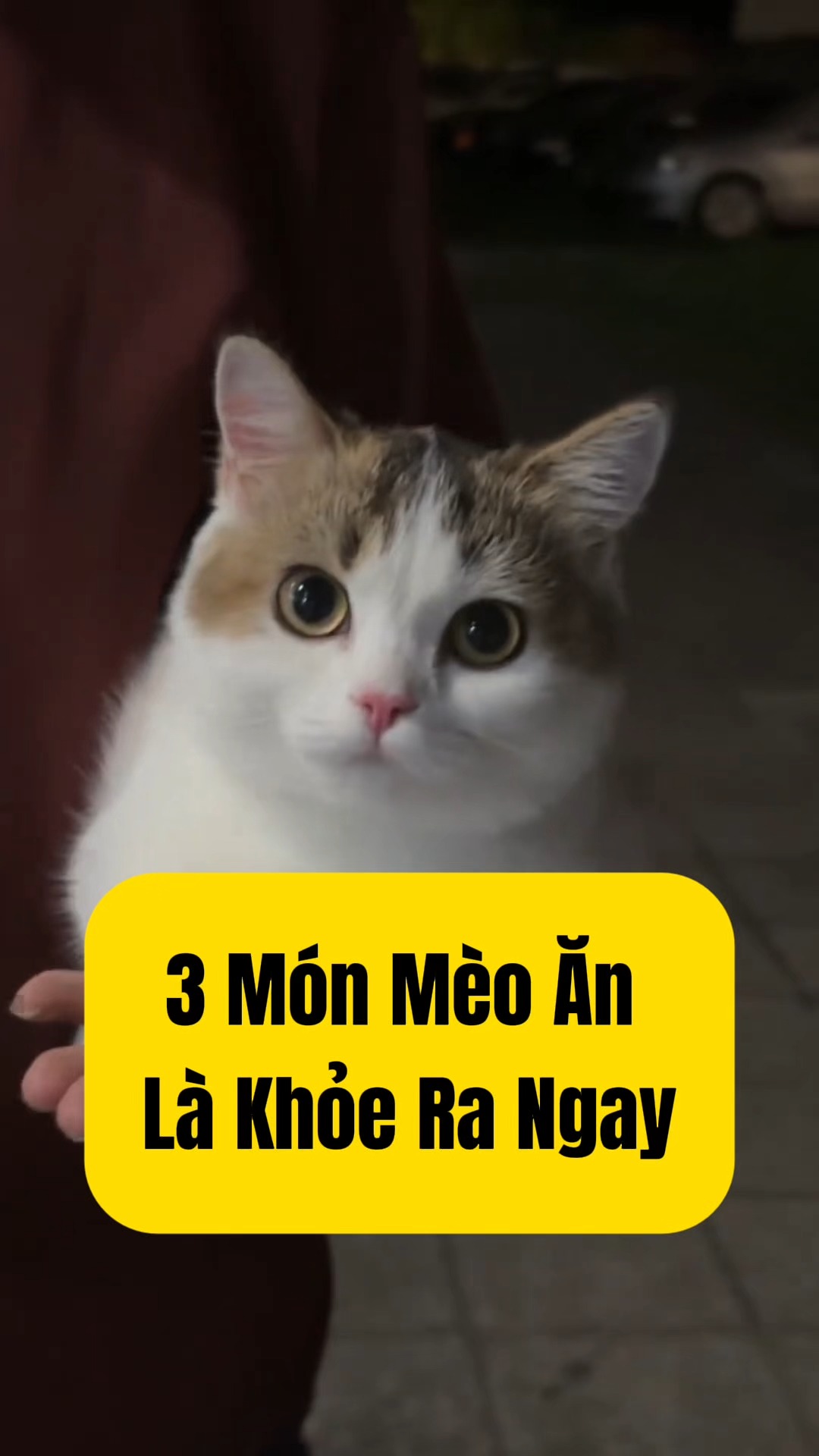 Top 3 Món Ăn An Toàn Và Bổ Dưỡng Cho Mèo #bacsitrungthuy #thuyhaiphong ...