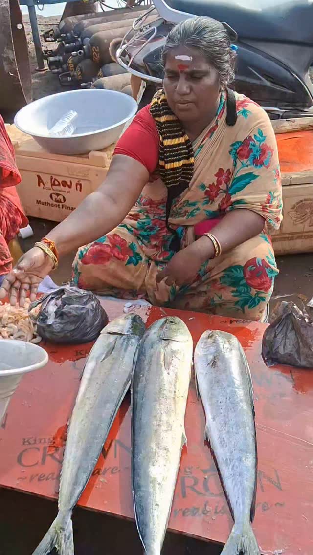 💥🐠 Kasimedu Fresh parala fish good price | Mahi Mahi fish | Kasimedu ...