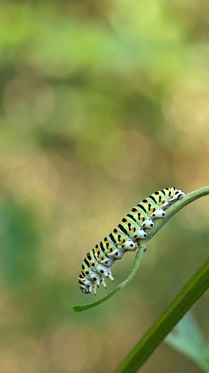 Heb jij deze prachtige rups al eens in je tuin gespot? Dit is de rups ...