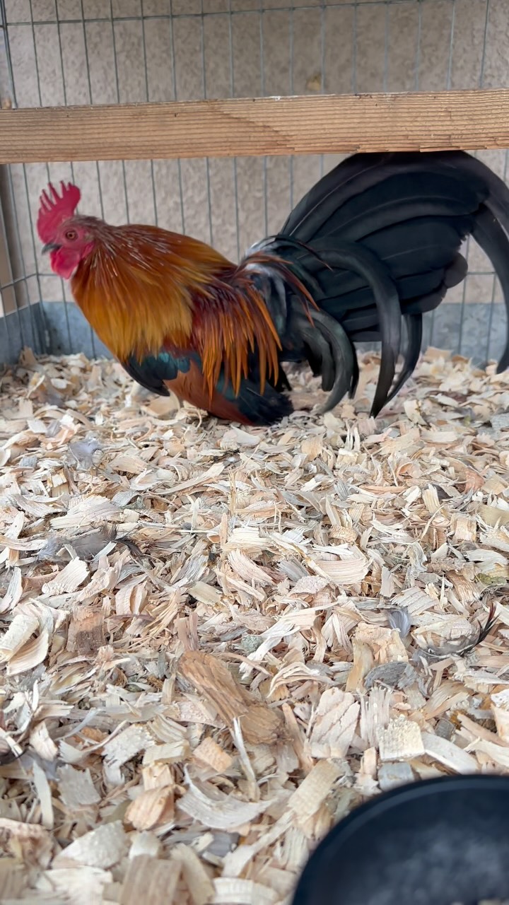 Granja - 👌🏿 #pollo #polla #pollita #alimonada #gallina #gallo #gallito ...