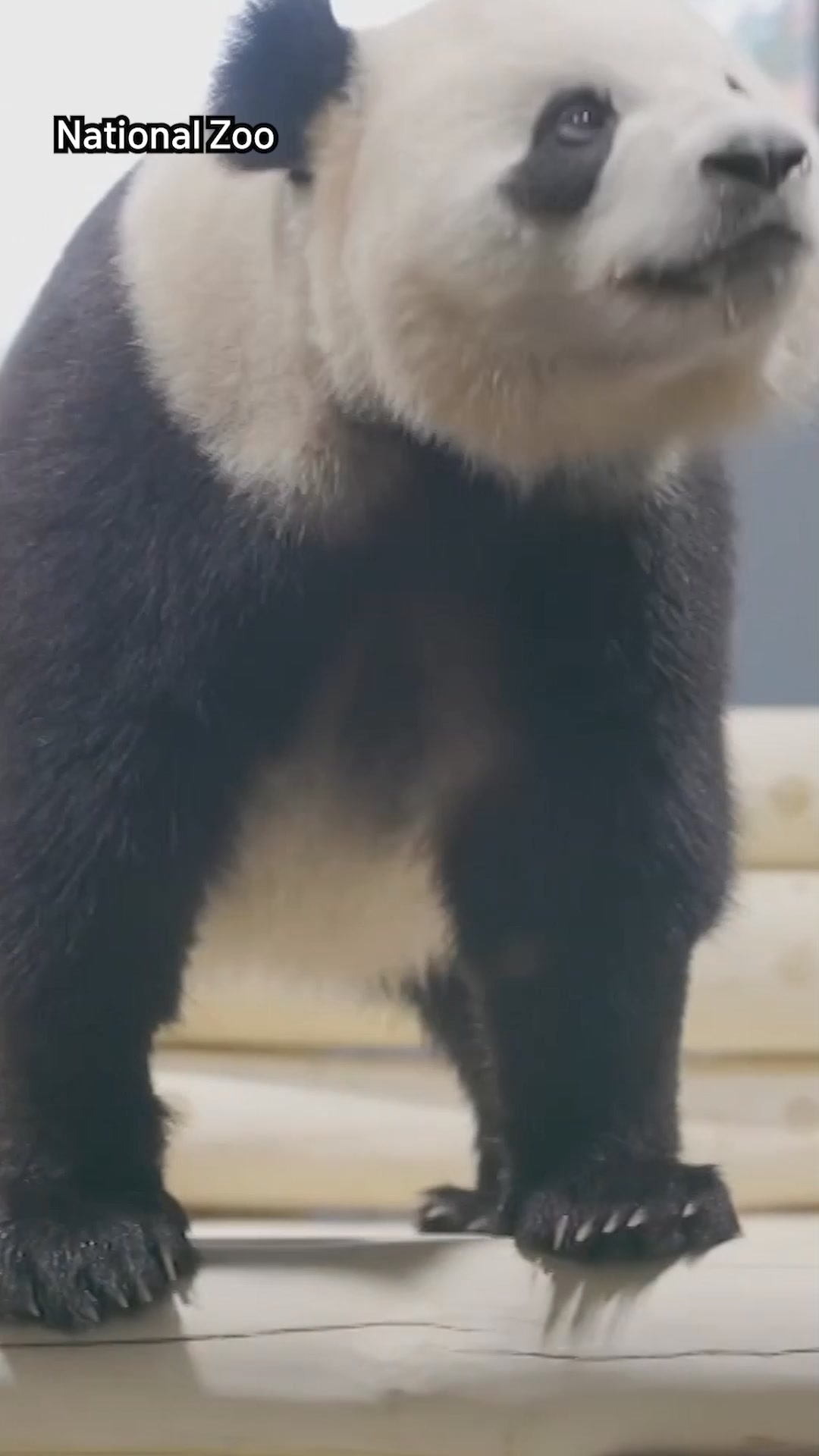 Giant pandas Ping Ping and Fu Shuang fly to Zoo Atlanta on FedEx