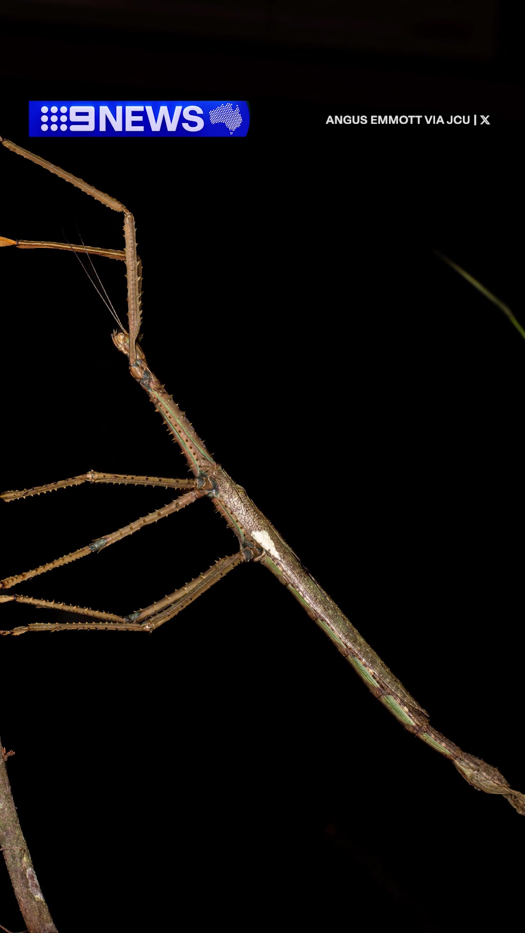 A new species of stick insect has been discovered in a high-altitude ...