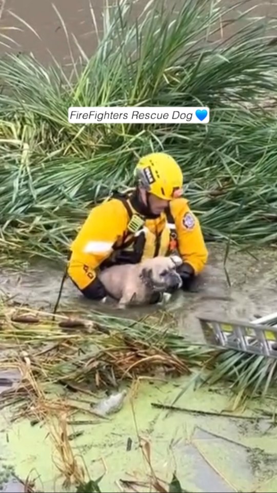 🚨Firefighters Rescue Dog Trapped by Rising Water in Flood Channel VCFD ...