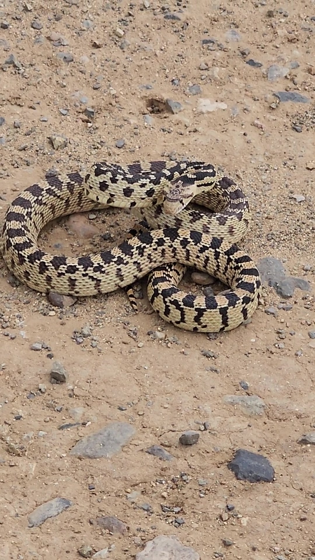 🌵 WILDLIFE WEDNESDAY SNAKE ALERT 🐍 Hey Carson City explorers! It's time ...