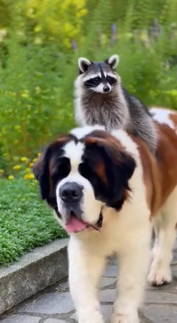 The Raccoon Rider 🏇🐶🦝 | La innovation Attire | Facebook