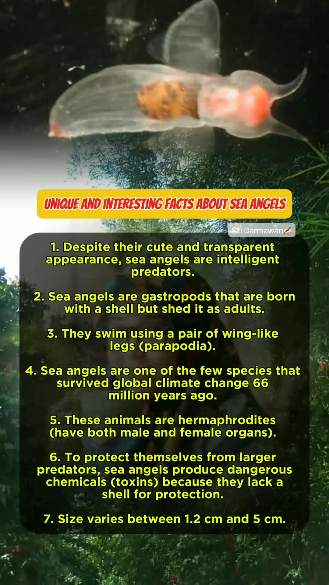 Sea angels are shell-less gastropod mollusks that live in cold to ...
