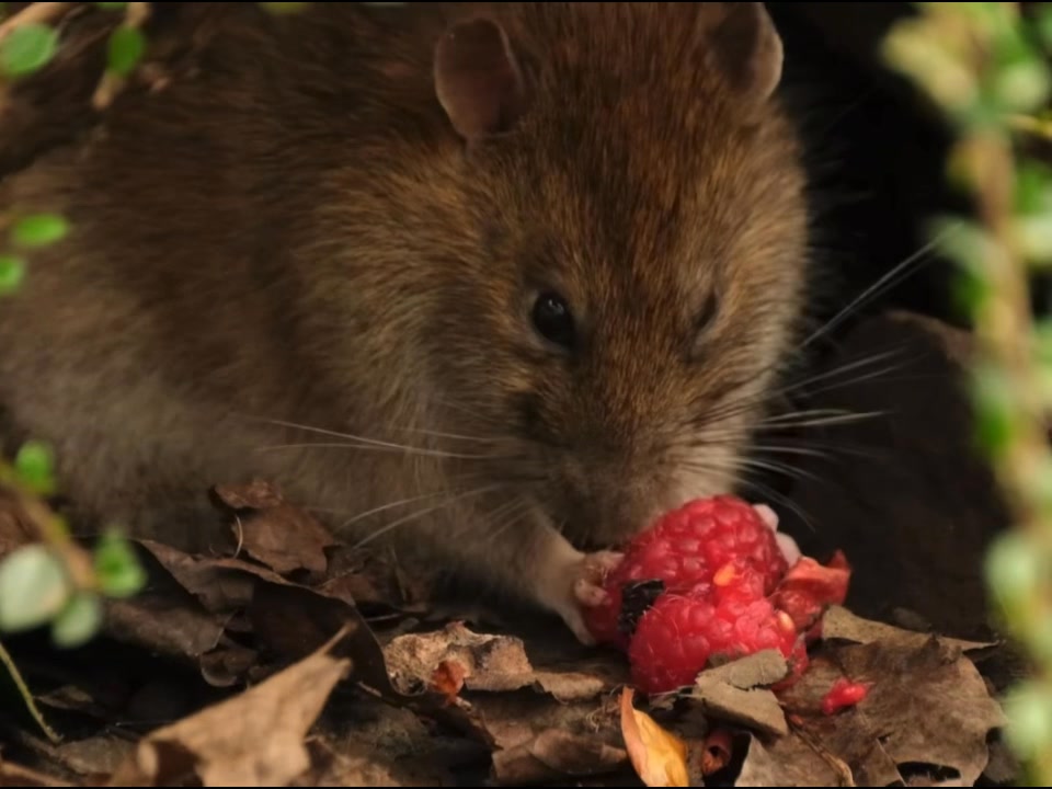 Meet Mr brown Ratty who lives in a local woodland by a stream with his ...