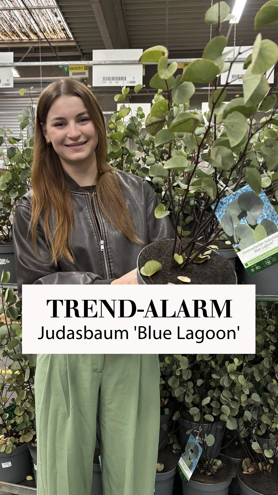 Der Orientalische Judasbaum 'Blue Lagoon®' begeistert mit seinen rosa Blüten im Frühjahr und seinem außergewöhnlichen blaugrauen Laub. 🌸🍃, Der 'Blue Lagoon®' ist ausschließlich über unseren Onlineshop