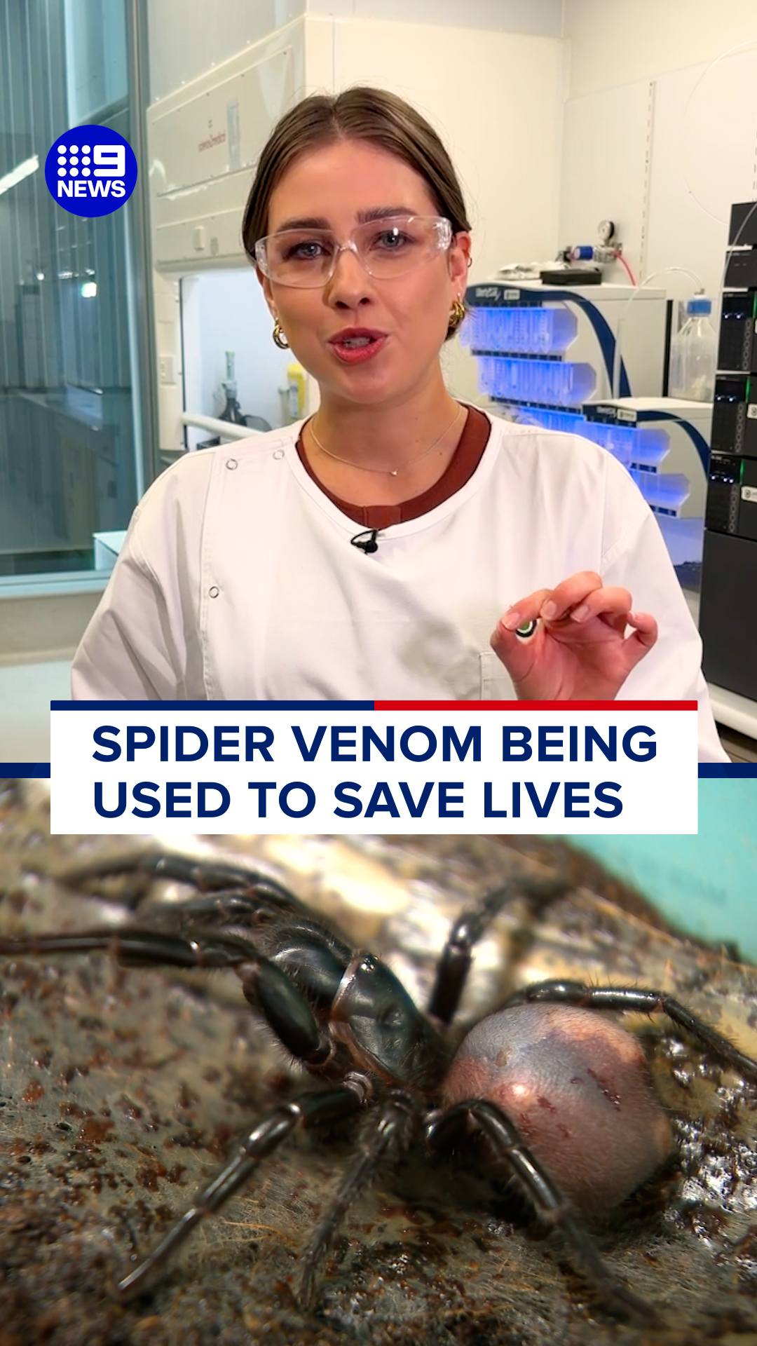 A venomous Australian spider could hold the key to recovery after heart ...