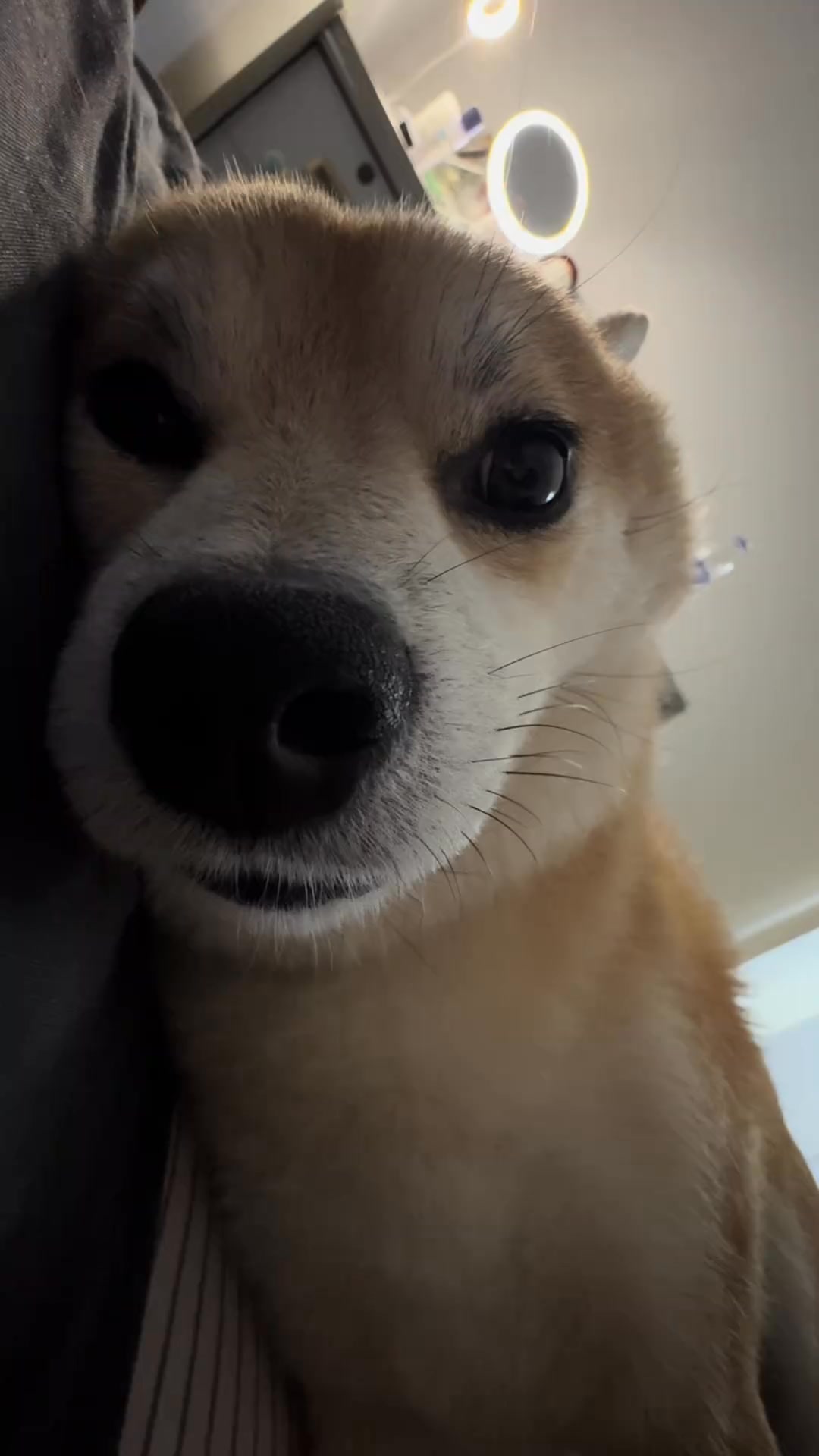在?? #柴犬 #豆柴 #柴柴日常 #萌宠柴柴 | 柴柴小八嘎 | Facebook
