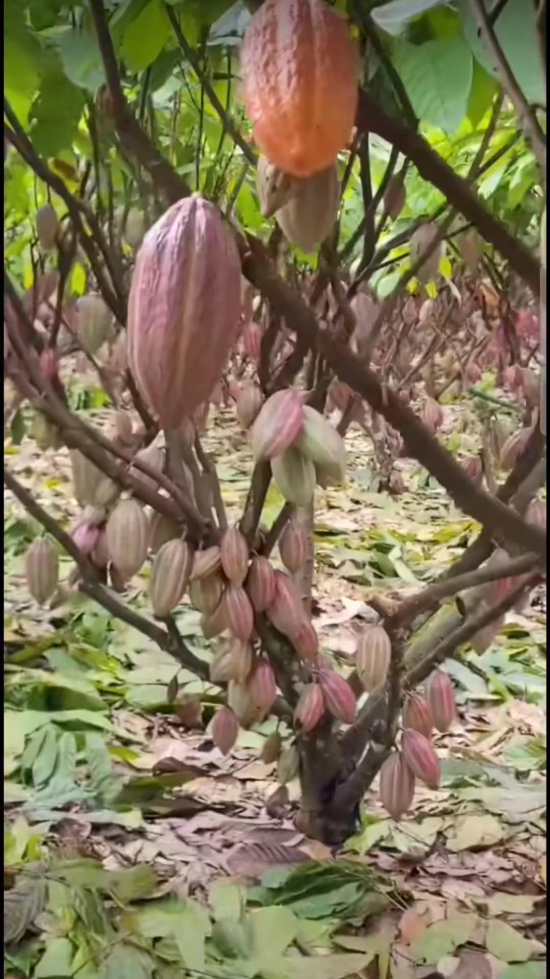 #fyp #facebookviral #cacao #agro #agricultura #viral | Silvestre Orillo ...
