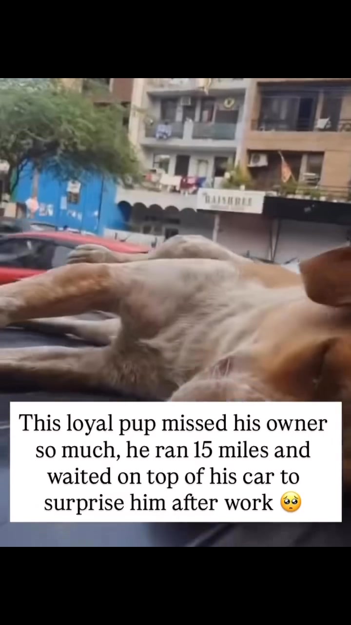 love takes that word to a whole new level. This sweet pup missed his ...