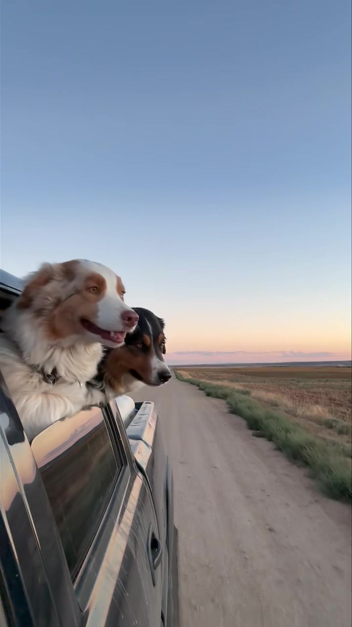 Our evening ride, looking for elk, deer and any other critters out and ...