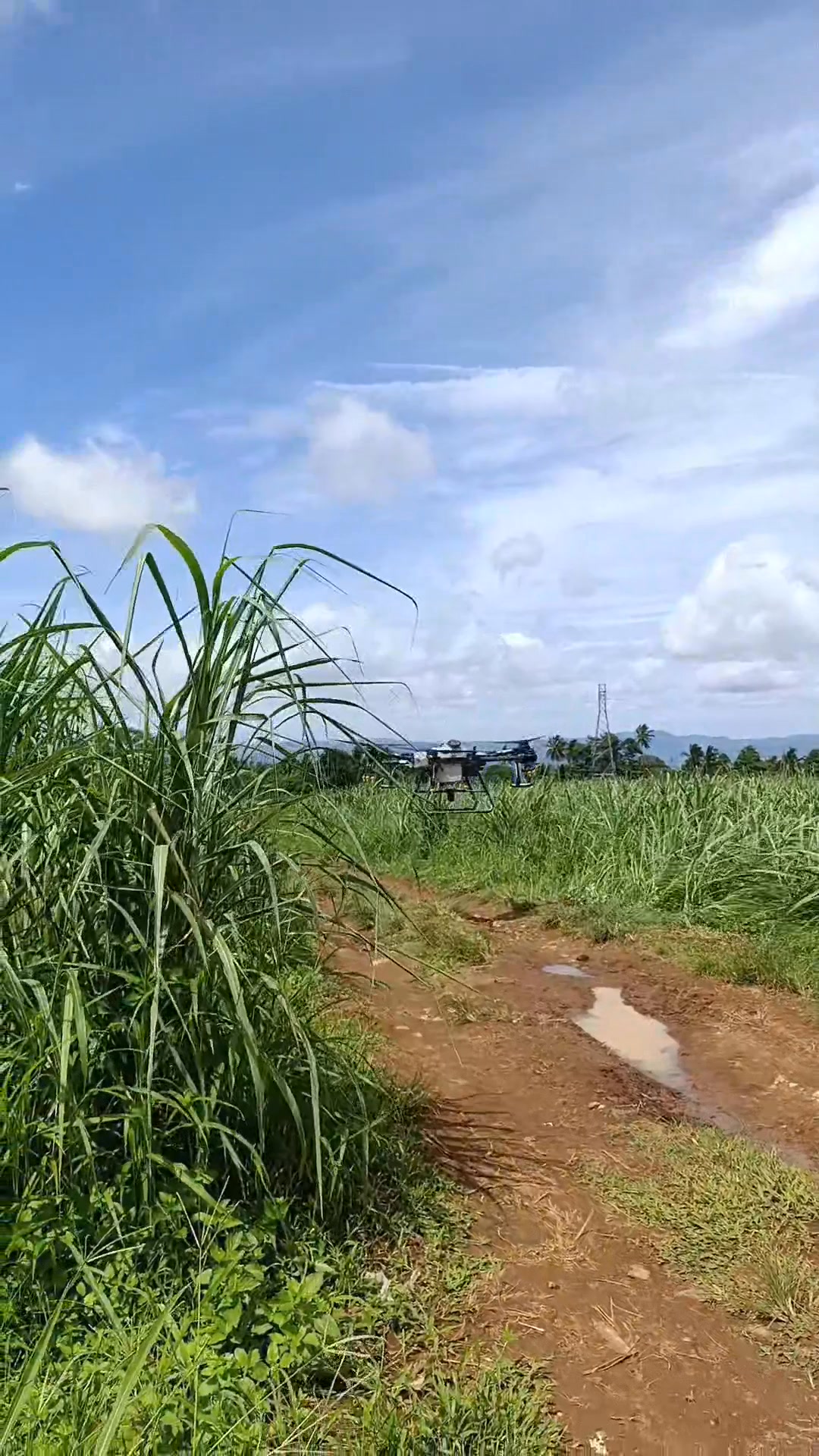 Spraying GOLD RUSH SA sugarcane using AGRIKULTURAL DRONE #drone #dji # ...