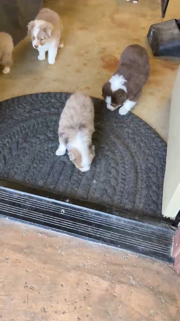 Donati Ranch Mini American Shepherd and Mini Aussies