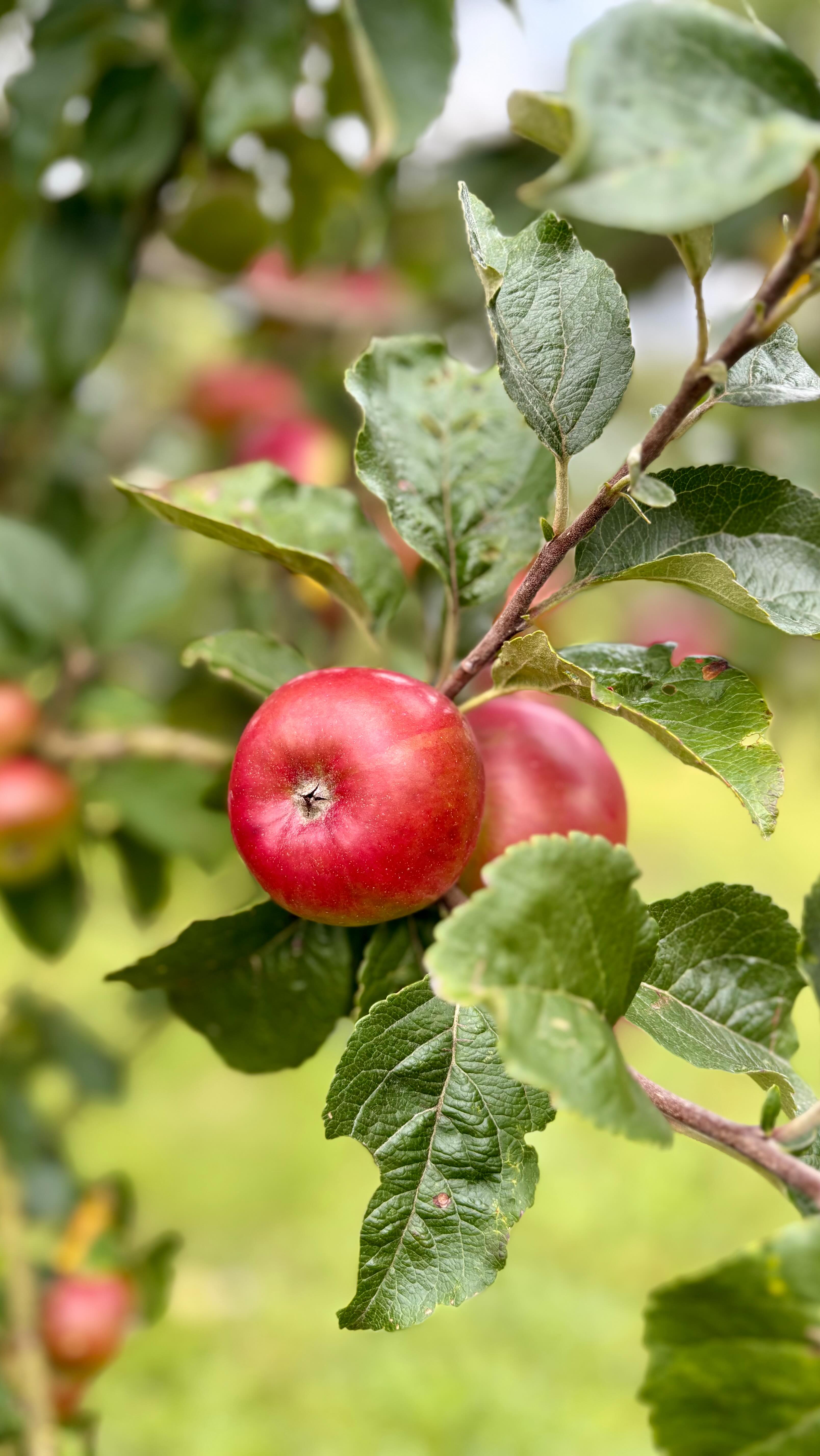 After last year’s disastrous harvest we are pressing again and have a ...