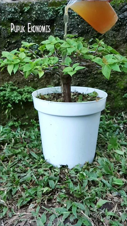 Cara membuat POC cucian beras untuk Bougenville 🌿 1️⃣ Air cucian beras ...