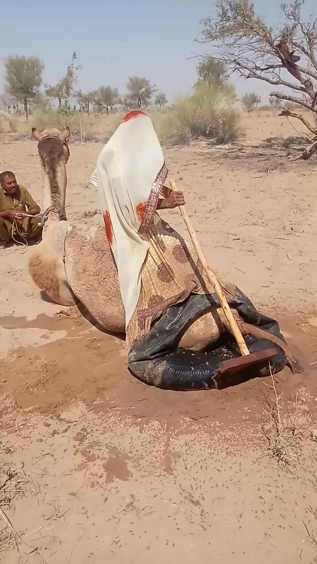 Best HD Pictures about  Real Pics What Colors Go With Camel Amazing  - No AI Images