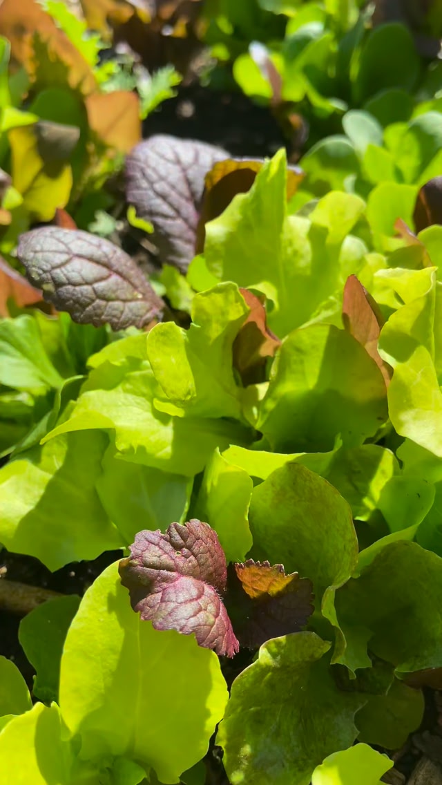 Want a harvest FAST? 🌱 These 5 cool-season crops grow quickly and are ...