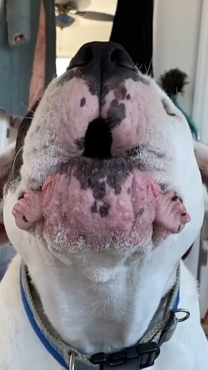 ADORABLE Dog Says 