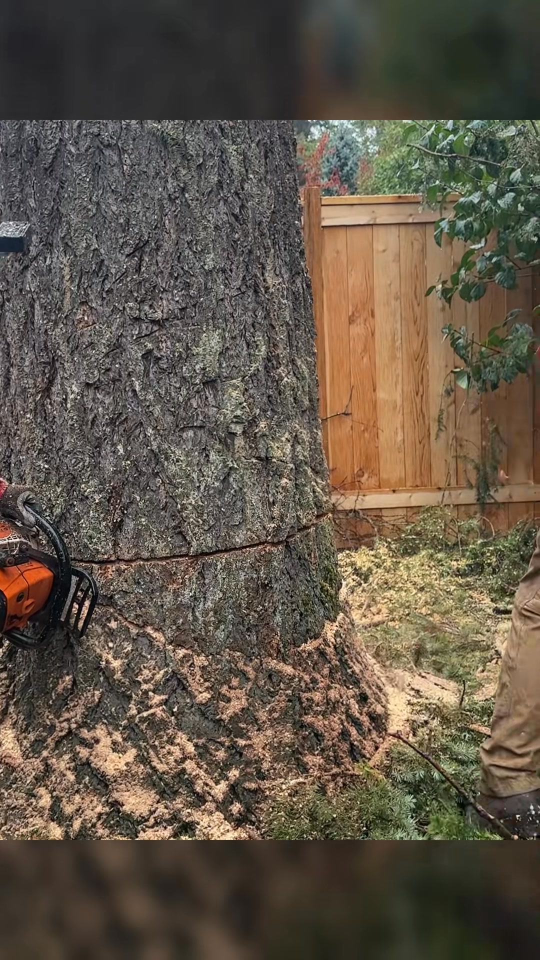 Even the chainsaw was impressed 😎🪚 #treechopping #chainsaw #asmr ...
